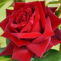WILLEMSE FRANCE - Rosier buisson grande amore ® - la motte / 3+ branches