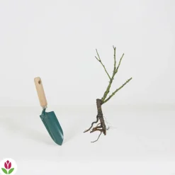 WILLEMSE FRANCE - Rosier buisson violet - la pièce en racine nue / 2+ branches, vendu par lot de 4