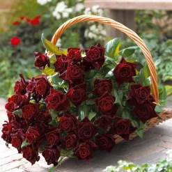 WILLEMSE FRANCE - Rosier buisson black baccara ® meidebenne - la pièce en racine nue / 3+ branches