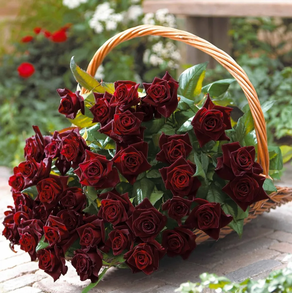 WILLEMSE FRANCE - Rosier buisson black baccara ® meidebenne - la pièce en racine nue / 3+ branches