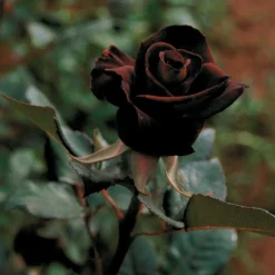 WILLEMSE FRANCE - Rosier buisson black baccara ® meidebenne - la pièce en racine nue / 3+ branches