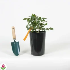 WILLEMSE FRANCE - Rosier buisson black baccara ® meidebenne - la pièce en racine nue / 3+ branches