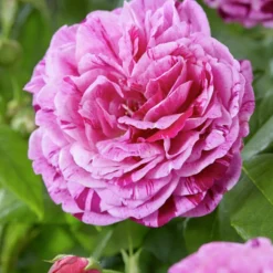 WILLEMSE FRANCE - Rosier botanique ferdinand pichard - la pièce en racine nue / 2+ branches, vendu par lot de 2