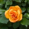 WILLEMSE FRANCE - Rosier buisson whisky - la pièce en racine nue / 3+ branches