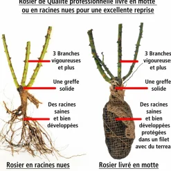 WILLEMSE FRANCE - Rosier buisson osiria - la pièce en racine nue / 3+ branches, vendu par lot de 2