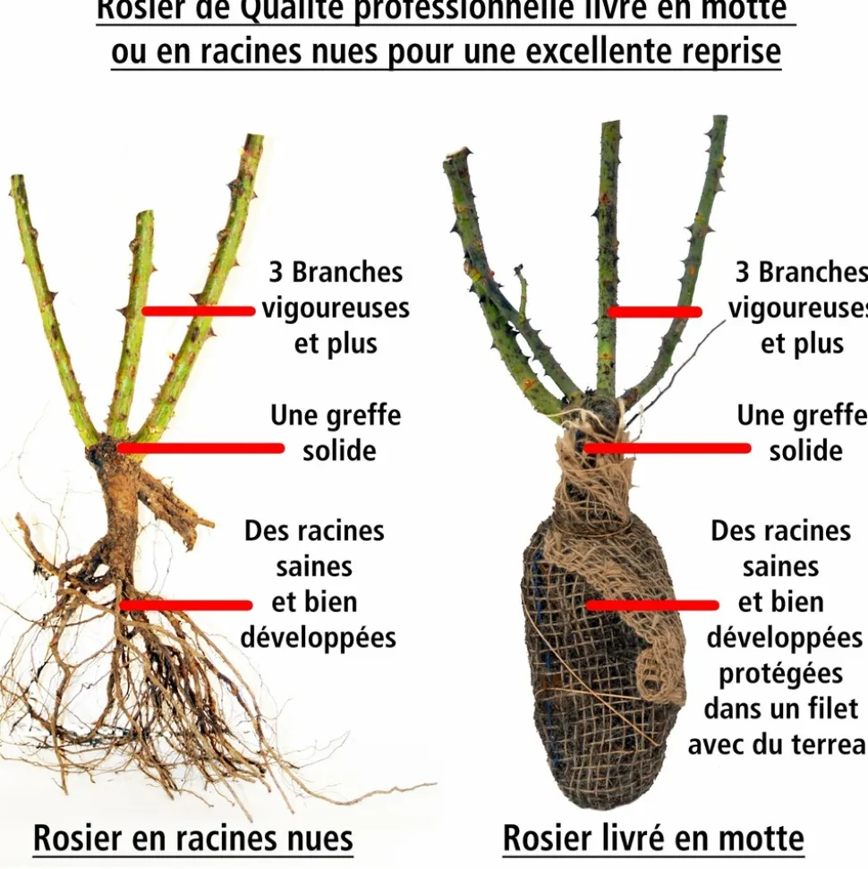 WILLEMSE FRANCE - Rosier buisson osiria - la pièce en racine nue / 3+ branches, vendu par lot de 2