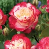 WILLEMSE FRANCE - Rosier buisson double delight - la motte / 3+ branches, vendu par lot de 2