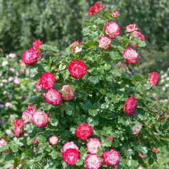 WILLEMSE FRANCE - Rosier buisson double delight - la motte / 3+ branches, vendu par lot de 2