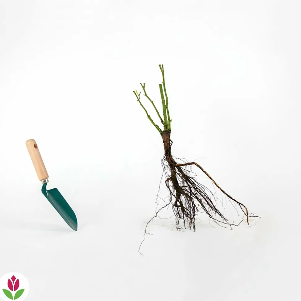 WILLEMSE FRANCE - Rosier buisson famosa - la motte / 3+ branches, vendu par lot de 2