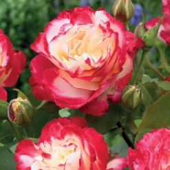WILLEMSE FRANCE - Rosier buisson double delight - la pièce en racine nue / 3+ branches, vendu par lot de 2