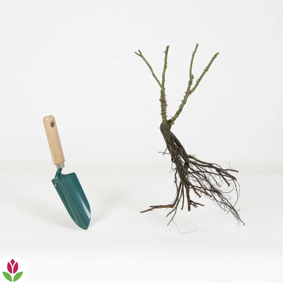 WILLEMSE FRANCE - Rosier buisson double delight - la pièce en racine nue / 3+ branches, vendu par lot de 2