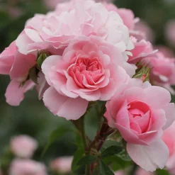 WILLEMSE FRANCE - Rosier bonica 82® - la pièce en racine nue / 3+ branches