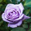WILLEMSE FRANCE - Rosier buisson violet - la pièce en racine nue / 2+ branches, vendu par lot de 2