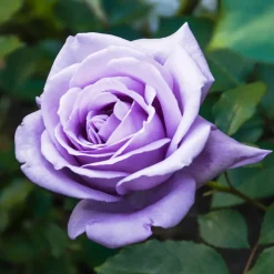 WILLEMSE FRANCE - Rosier buisson violet - la pièce en racine nue / 2+ branches, vendu par lot de 2
