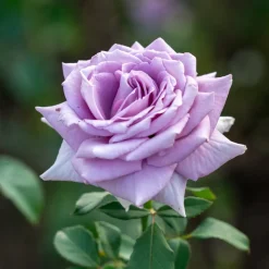 WILLEMSE FRANCE - Rosier buisson violet - la pièce en racine nue / 2+ branches, vendu par lot de 2
