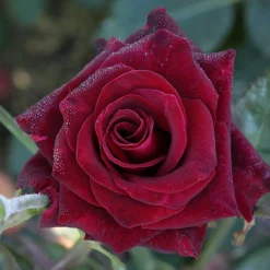 WILLEMSE FRANCE - Rosier buisson black baccara ® meidebenne - la motte / 3+ branches, vendu par lot de 2