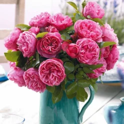WILLEMSE FRANCE - Rosier floribunda leonardo da vinci ® medeauri - la motte / 3+ branches, vendu par lot de 2