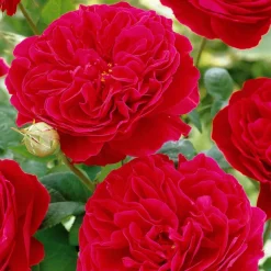 WILLEMSE FRANCE - Rosier floribunda red leonardo da vinci ® meiangele - la motte / 3+ branches, vendu par lot de 2