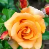 WILLEMSE FRANCE - Rosier grimpant orange - la pièce en racine nue / 2+ branches