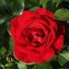 WILLEMSE FRANCE - Rosier grimpant santana ® - la pièce en racine nue / 3 branches