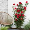 WILLEMSE FRANCE - Rosier grimpant crazy in love rouge - le pot / ø 15cm / hauteur livrée 40-50cm