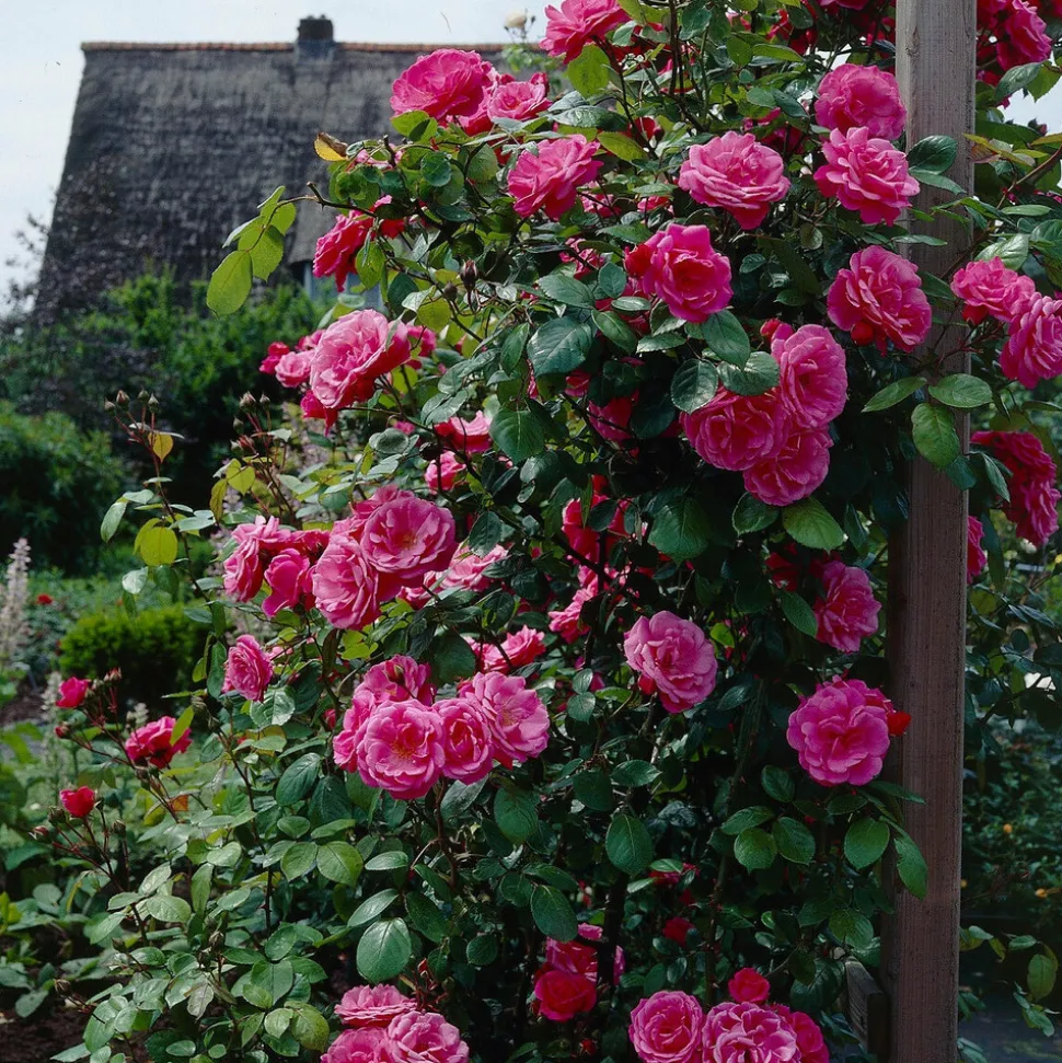 WILLEMSE FRANCE - Rosier grimpant rose - la pièce en racine nue / 2+ branches