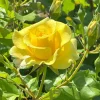 WILLEMSE FRANCE - Rosier grimpant jaune - la pièce en racine nue / 2+ branches