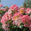 WILLEMSE FRANCE - Rosier liane kew rambler - le pot / 4l / hauteur livrée 15-40cm
