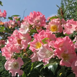 WILLEMSE FRANCE - Rosier liane kew rambler - le pot / 4l / hauteur livrée 15-40cm