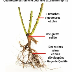 WILLEMSE FRANCE - Rosier orange supreme - la pièce en racine nue / 3+ branches, vendu par lot de 2