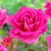 WILLEMSE FRANCE - Rosier pink perfume - la pièce en racine nue / 3+ branches, vendu par lot de 2