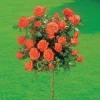 WILLEMSE FRANCE - Rosier sur tige ramona - la pièce en racine nue / tige 60cm
