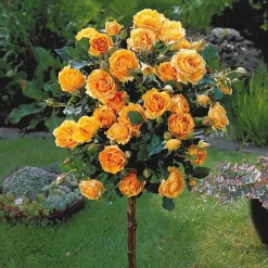 WILLEMSE FRANCE - Rosier sur tige sunsilk - la pièce en racine nue / tige 60cm