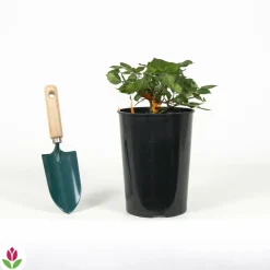 WILLEMSE FRANCE - Rosier terracotta ® - le pot / 4l / hauteur livrée 15-40cm