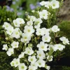 WILLEMSE FRANCE - Sabline des montagnes - le pot / ø 9cm, vendu par lot de 4