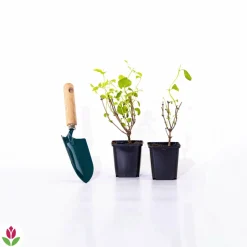 WILLEMSE FRANCE - Seringat virginal - philadelphus - les 2 pots / ø 9cm / 2-3 branches / hauteur livrée environ 9cm, vendu par lot de 2
