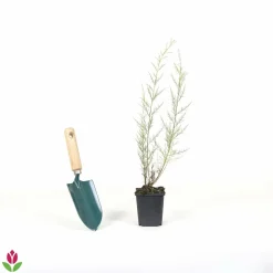 WILLEMSE FRANCE - Tamaris de printemps - le pot / 1.5l / 2 branches / hauteur livrée 40-50cm, vendu par lot de 2