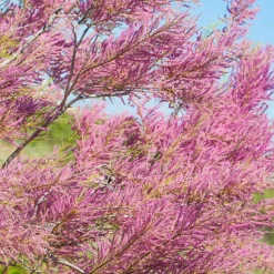 WILLEMSE FRANCE - Tamaris de printemps - le pot / 1.5l / 2 branches / hauteur livrée 40-50cm, vendu par lot de 4