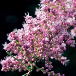 WILLEMSE FRANCE - Tamaris de printemps - le pot / 1.5l / 2 branches / hauteur livrée 40-50cm, vendu par lot de 4