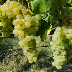 WILLEMSE FRANCE - Vigne chasselas de fontainebleau - la motte de 2 ans / hauteur livrée 30-40cm