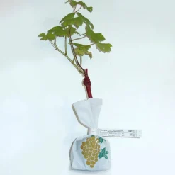 WILLEMSE FRANCE - Vigne chasselas de fontainebleau - la motte de 2 ans / hauteur livrée 30-40cm