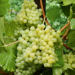 WILLEMSE FRANCE - Vigne exalta - la motte de 2 ans / hauteur livrée 30-40cm