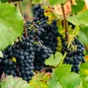 WILLEMSE FRANCE - Vigne regent - le pot / 2l / hauteur livrée 40-50cm