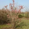 WILLEMSE FRANCE - Viorne rose - le pot / 1.5l / 3-5 branches / hauteur livrée 30-40cm, vendu par lot de 2