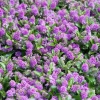 WILLEMSE FRANCE - Véronique arbustive blue gem - hebe - le godet / ø 9cm