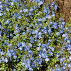 WILLEMSE FRANCE - Véronique rampante georgia blue - le pot / ø 9cm