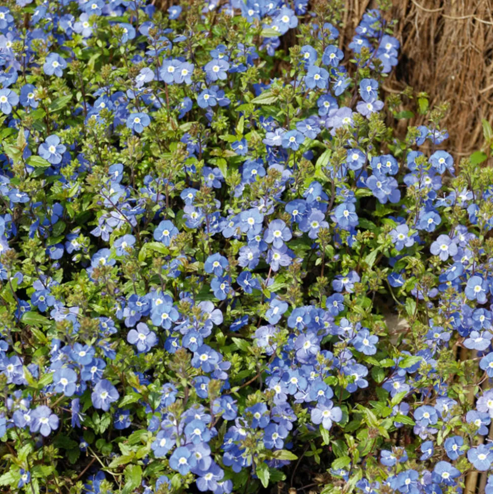 WILLEMSE FRANCE - Véronique rampante georgia blue - le pot / ø 9cm