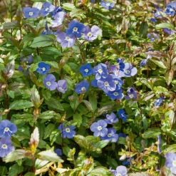 WILLEMSE FRANCE - Véronique rampante georgia blue - le pot / ø 9cm