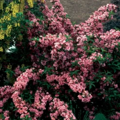 WILLEMSE FRANCE - Weigelia pink princess - le pot / ø 9cm / hauteur livrée environ 15cm, vendu par lot de 2