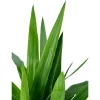 Yucca, 3 cannes, hauteur moyenne 90 à 100cm : pot D.20cm